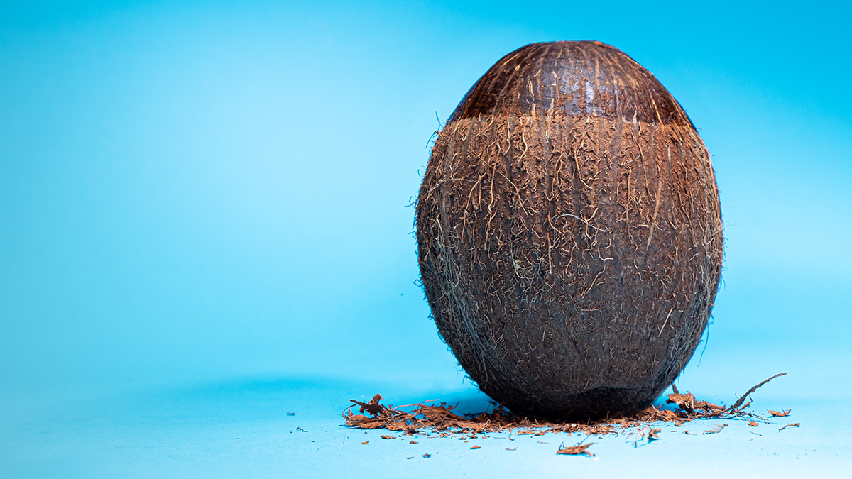 An unopened coconut that had lost hair from the top on a sky-blue background